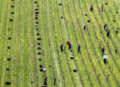 164006_vendanges-a-mongueux-en-champagne-le-13-septembre-2010